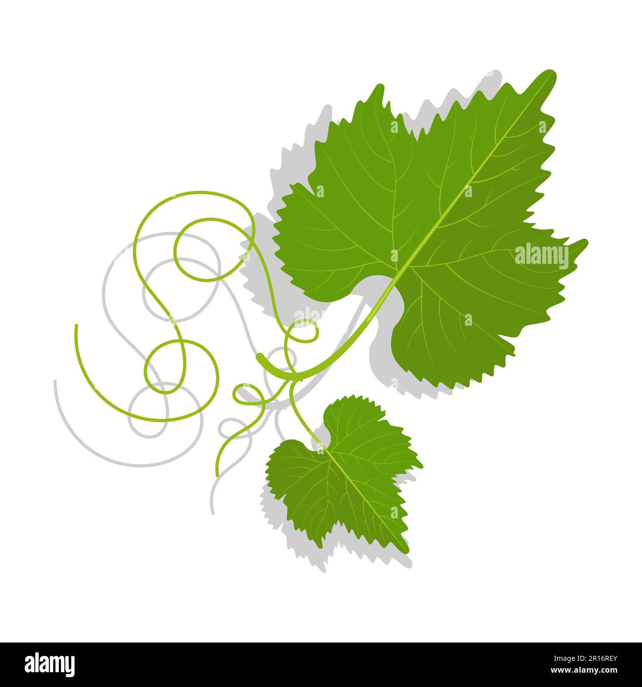 Foglie di uva verde con tendri ramificati. Vinificazione, giardinaggio e agricoltura. Vettore cartoon isolato su bianco Illustrazione Vettoriale