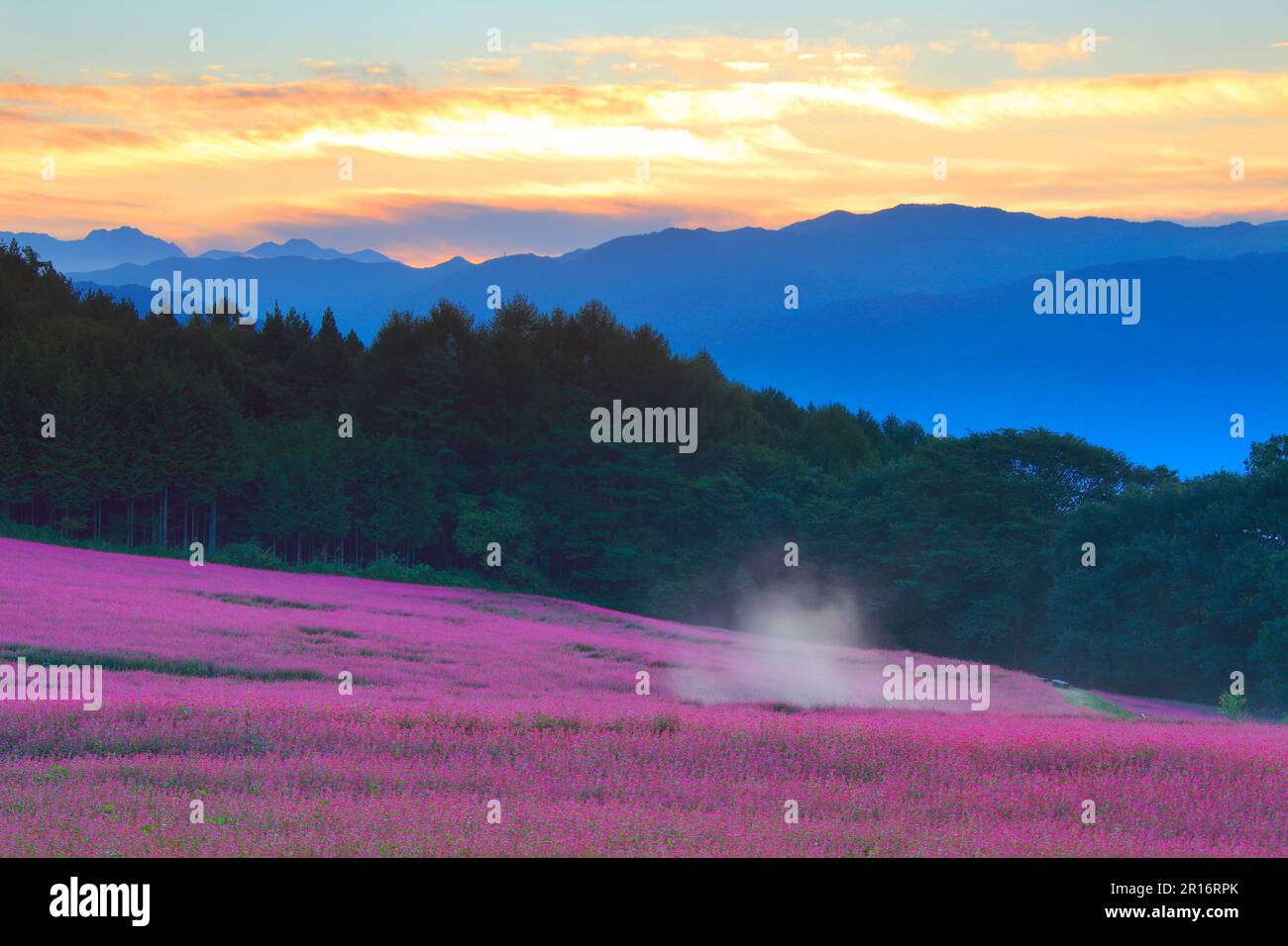 La catena montuosa dello Yatsugatake, la nebbia mattutina e l'alba risplendono e il campo di grano saraceno rosso fiorisce Foto Stock