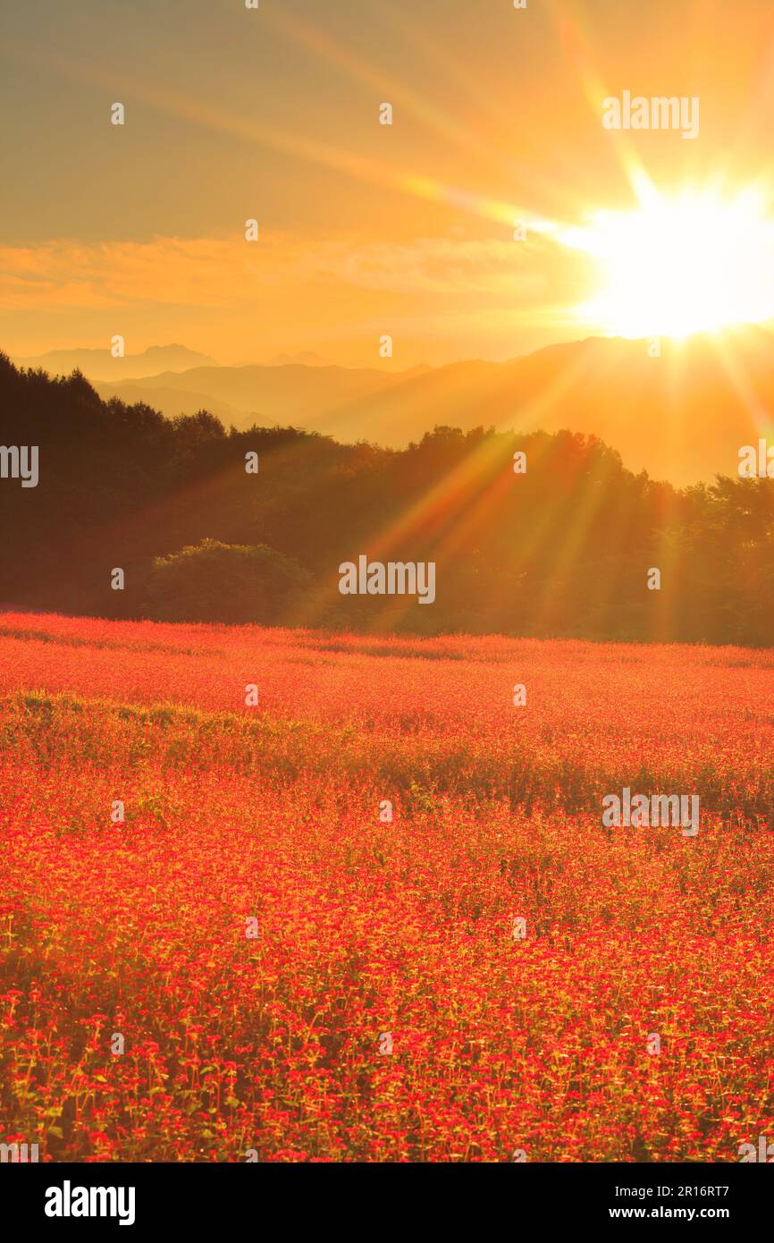 La catena montuosa dello Yatsugatake e il bagliore del sole mattutino e il campo di grano saraceno rosso fiorito Foto Stock