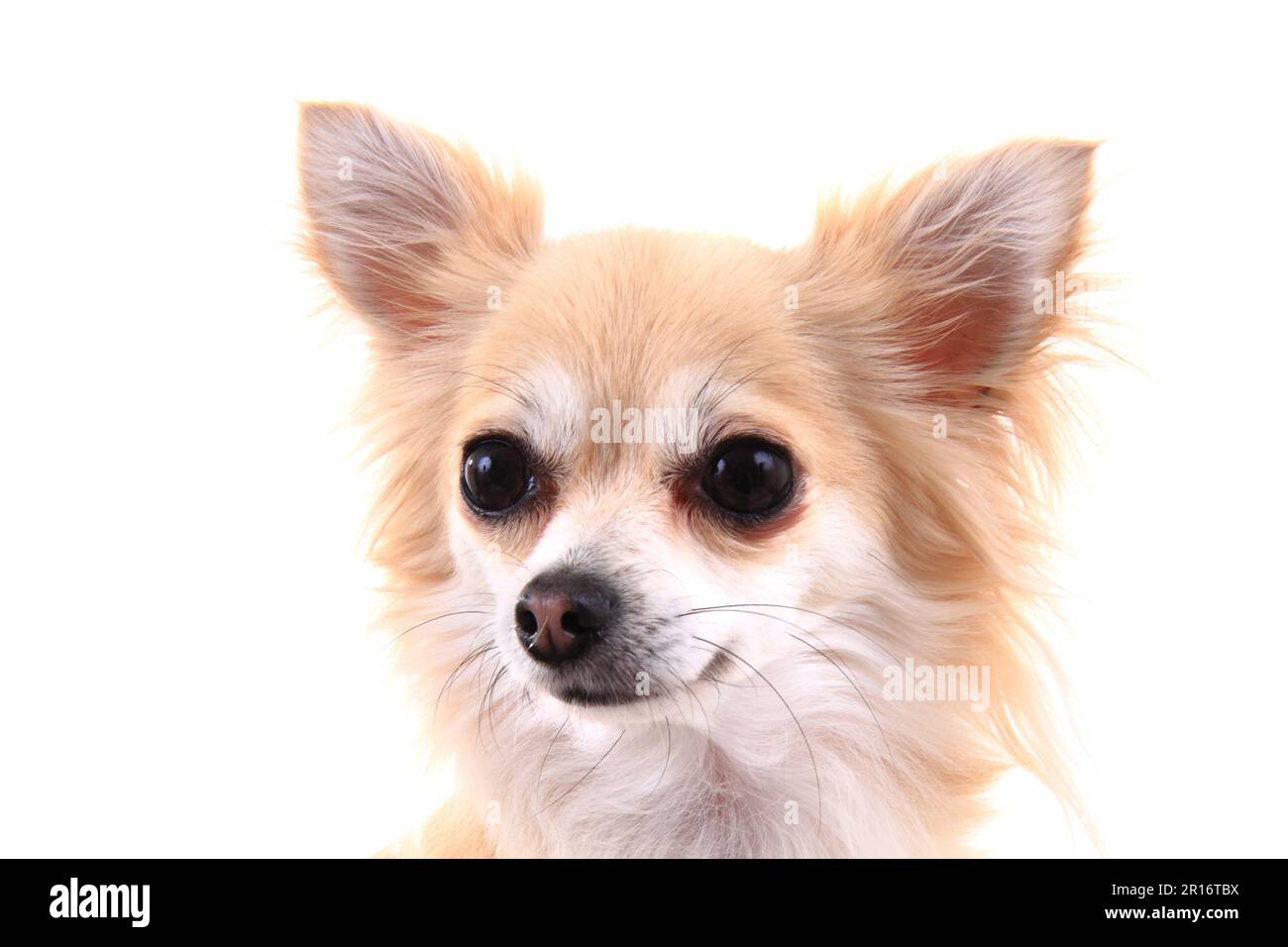 capo di chihuahua dolce isolato su sfondo bianco Foto Stock