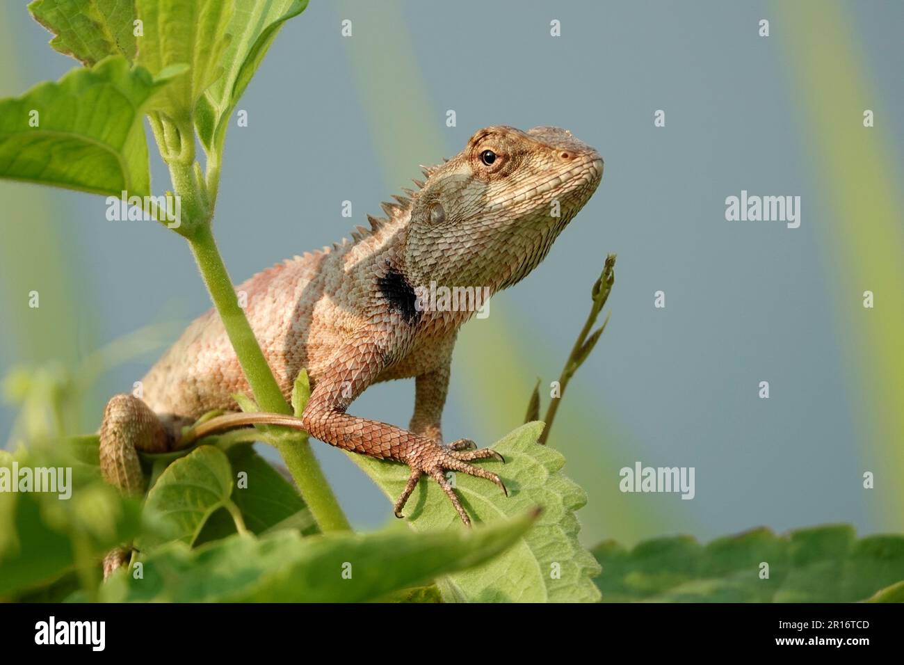 Un primo piano di una lucertola arroccata su foglie verdi Foto Stock