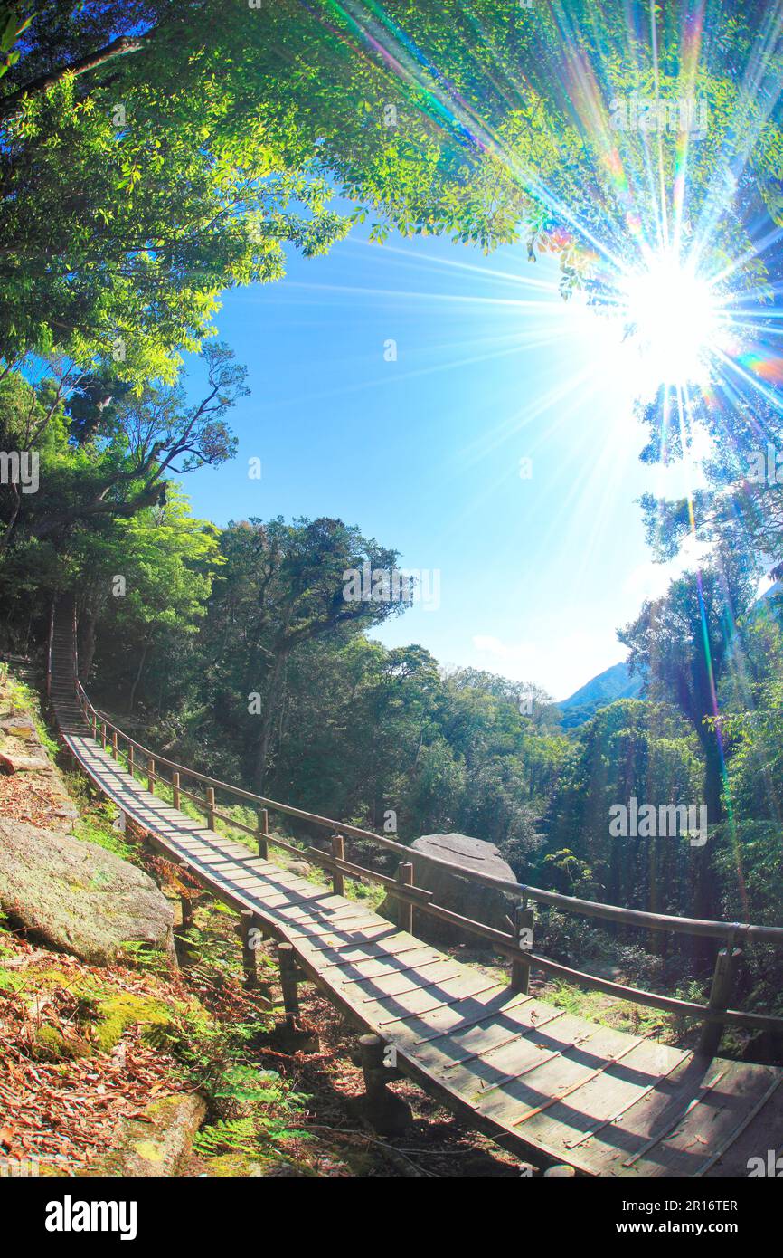 Verde foresta e luce del sole e arrampicata percorso Foto Stock