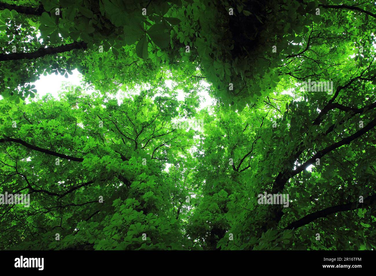 colore foglie di castagne come sfondo naturale bello Foto Stock