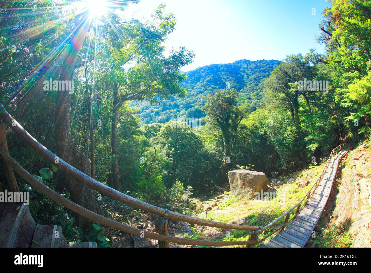 Verde foresta e luce del sole e arrampicata percorso Foto Stock