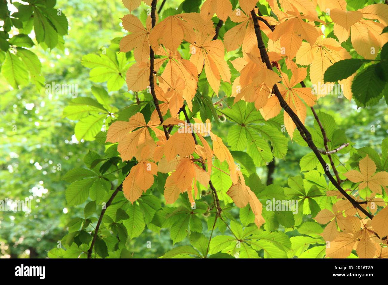 colore foglie di castagne come sfondo naturale bello Foto Stock