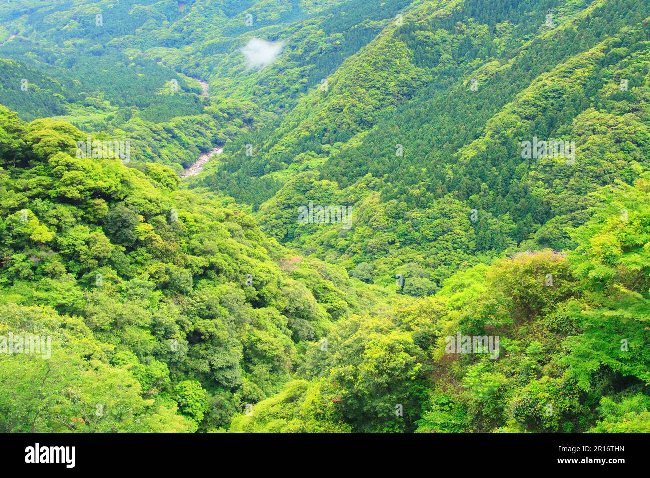 Foresta Foto Stock