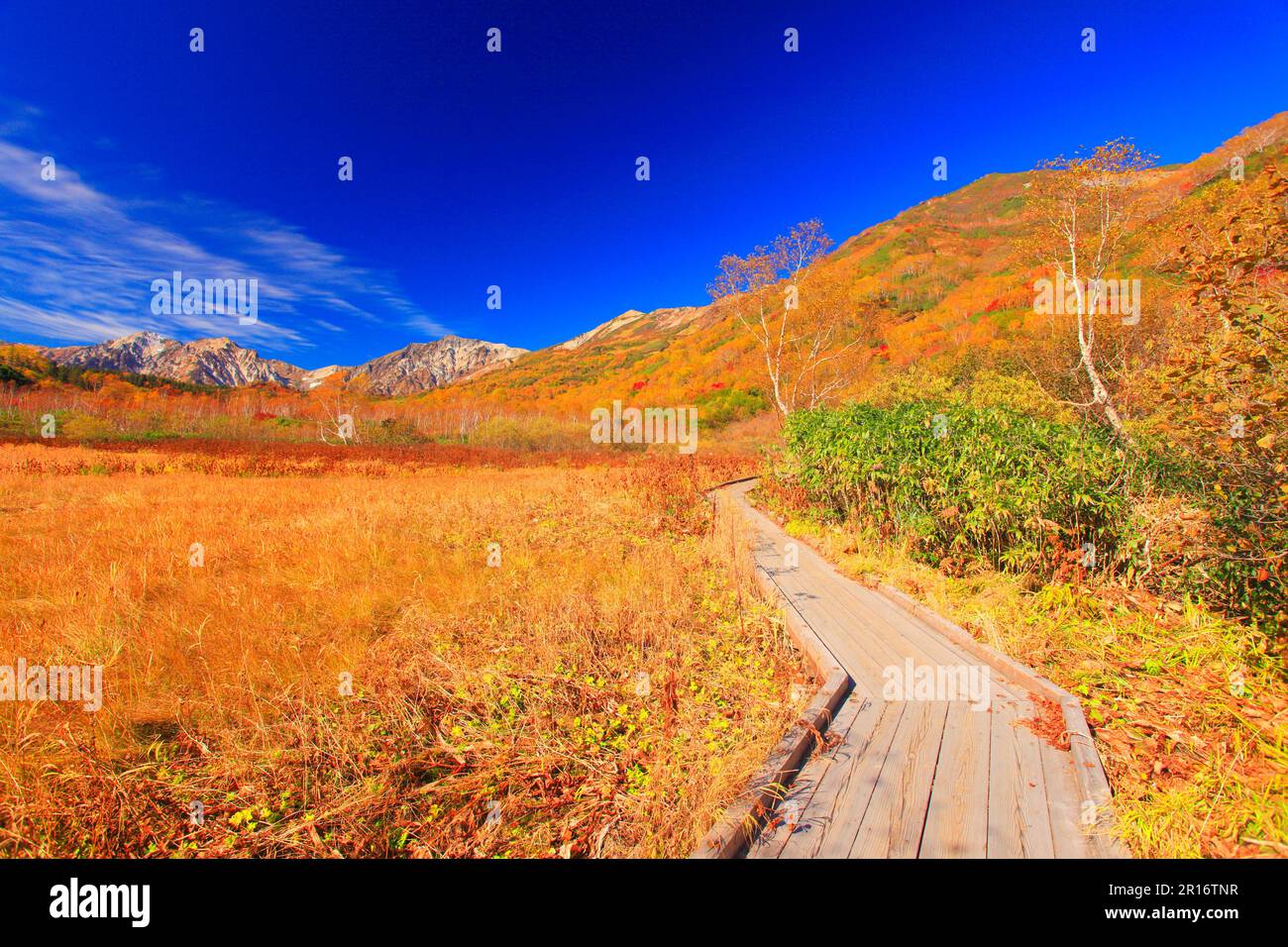 Shiroumadake e Hakuba sanzan in autunno, zone umide di arum bianco e passerella Foto Stock