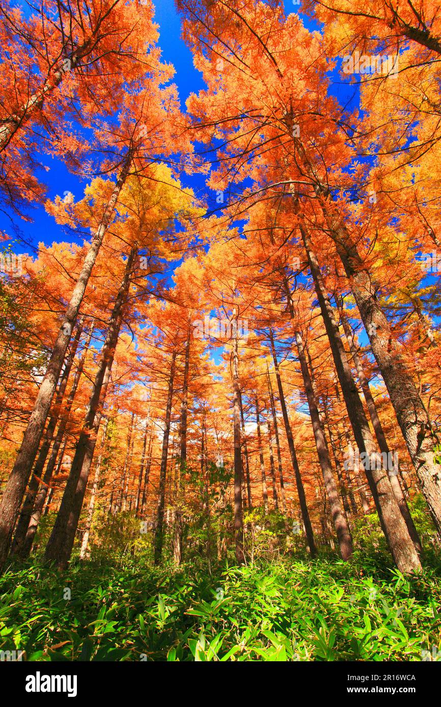 In autunno la foresta di larici Foto Stock