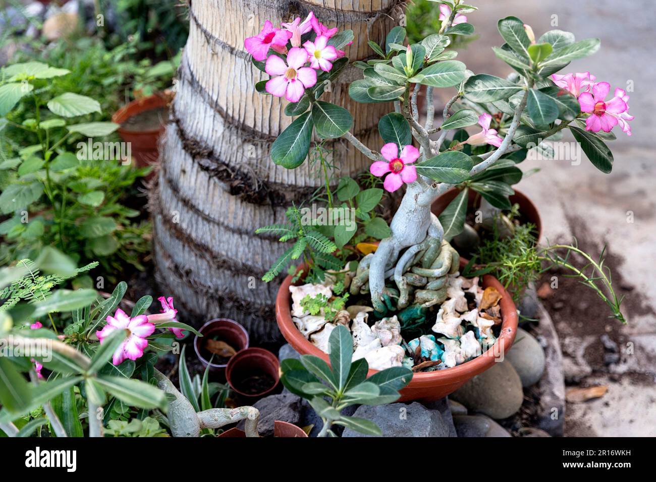 Pianta di rosa del deserto in una pentola in giardino, Santo Antao, Cabo Verde, Africa Foto Stock