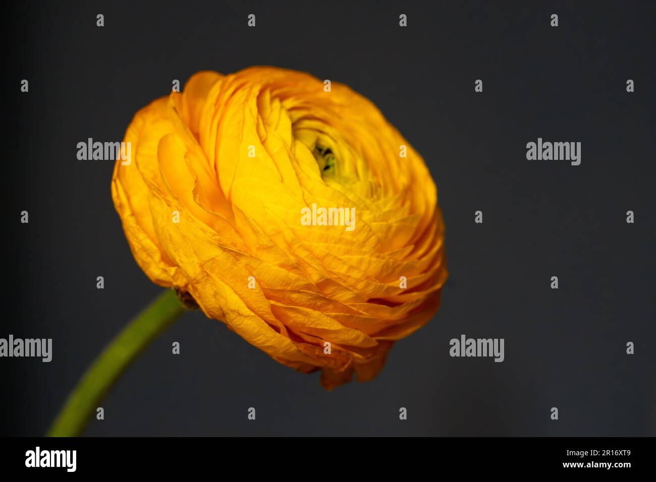 Ranuncolo persiano. Fiore giallo su sfondo grigio.Copia spazio per testo. Messa a fuoco selettiva. Foto Stock