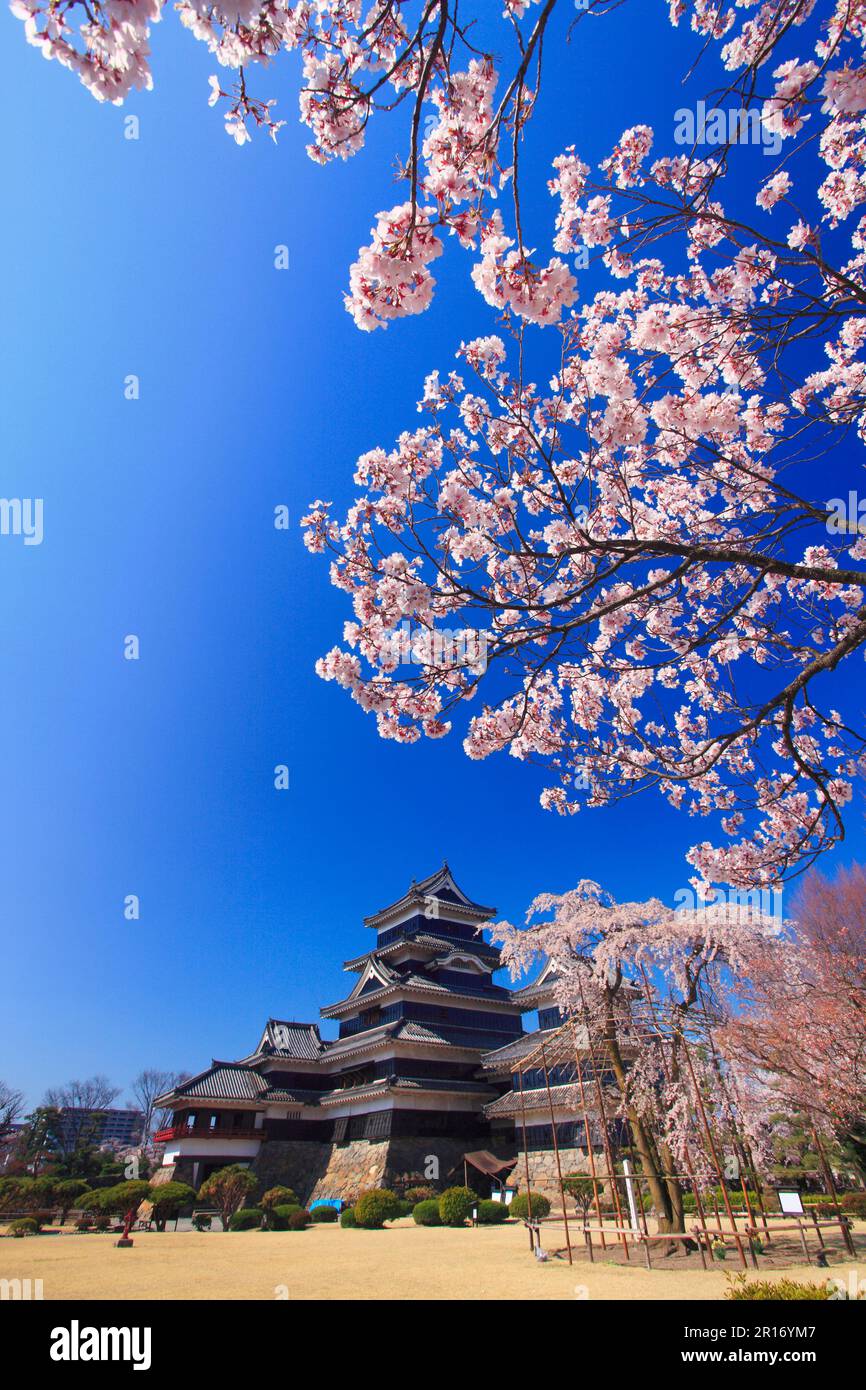 Edohigan (ciliegia di rosebud a doppio pianto) e il Castello di Matsumoto Foto Stock