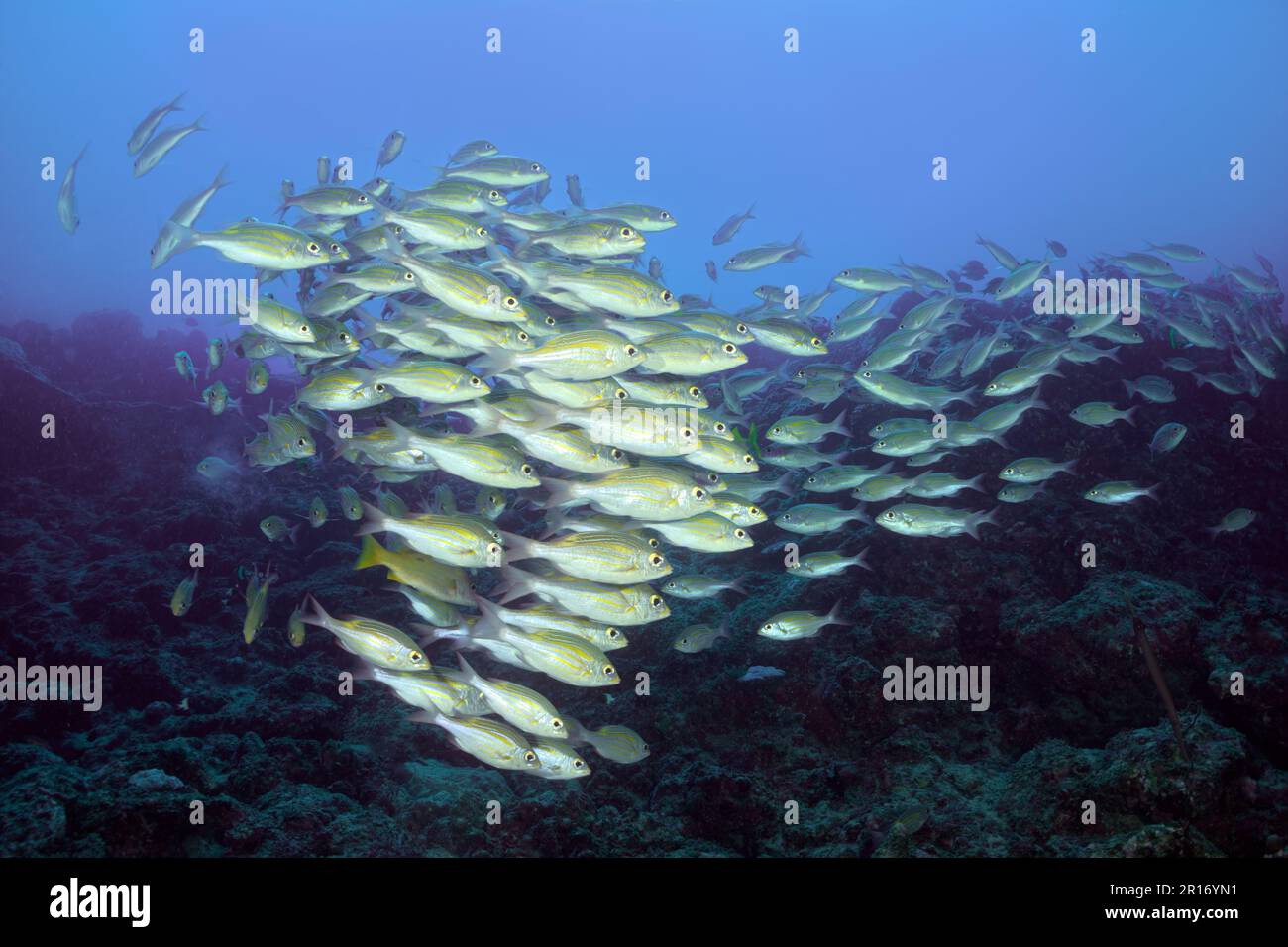 Una scuola di orate a righe (Gnathodentex aureolineatus) è unita da un dentifricio Bluestripe (Lutjanus kasmira) Foto Stock