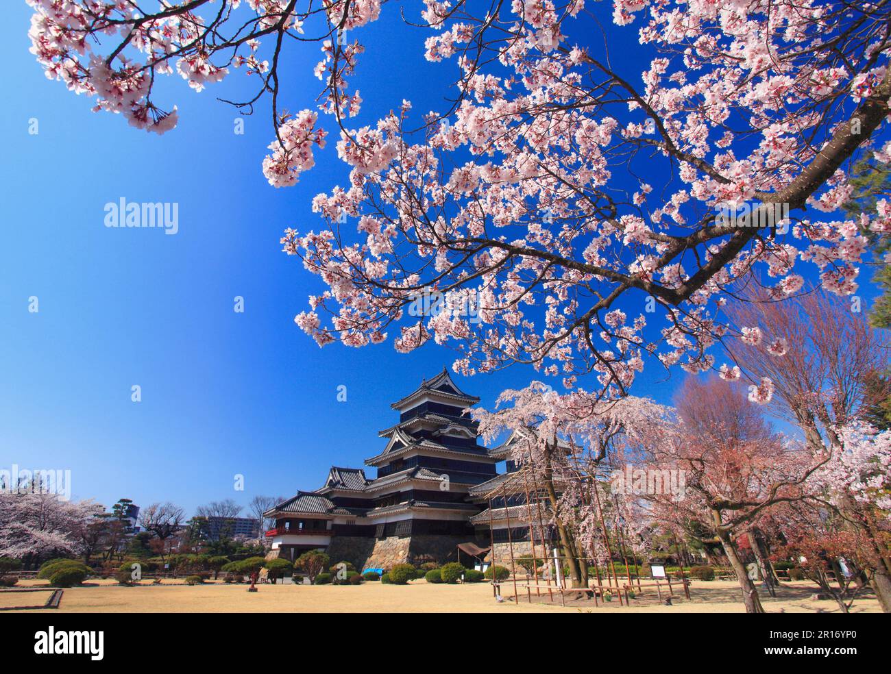 Edohigan (ciliegia di rosebud a doppio pianto) e il Castello di Matsumoto Foto Stock