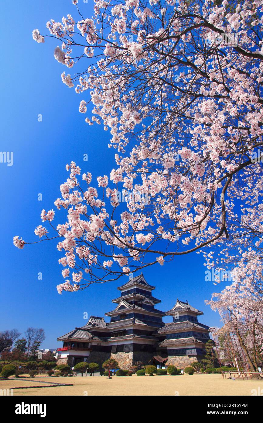 Edohigan (ciliegia di rosebud a doppio pianto) e il Castello di Matsumoto Foto Stock