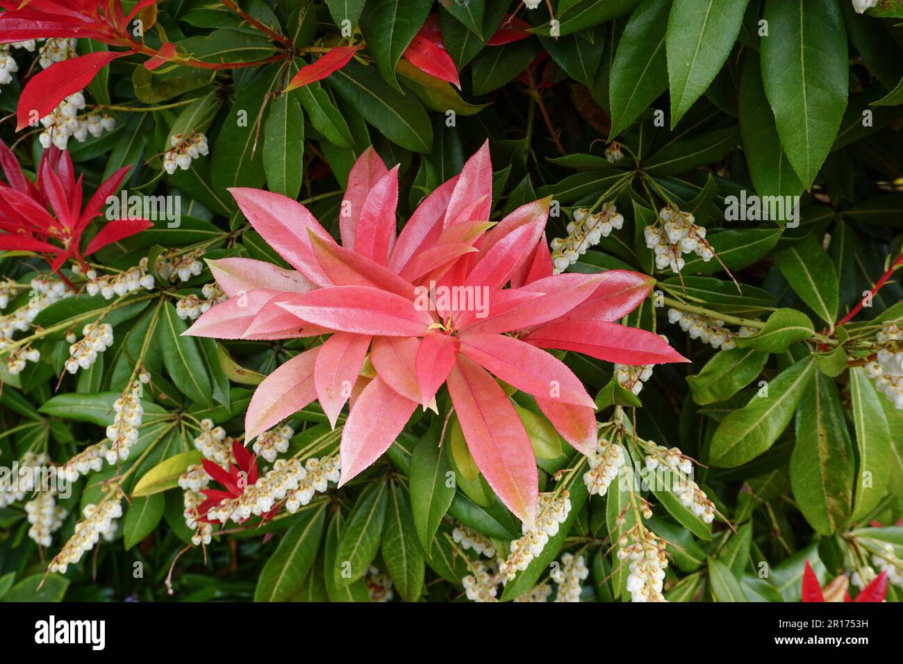 foglie rosse e verdi di cespuglio fiorito durante la stagione primaverile. pianta vita in giardino Foto Stock