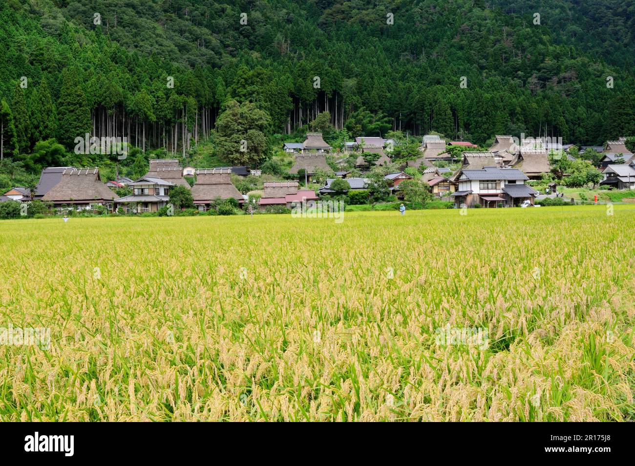 Miyama Kayabuki no Sato paesaggio rurale Foto Stock