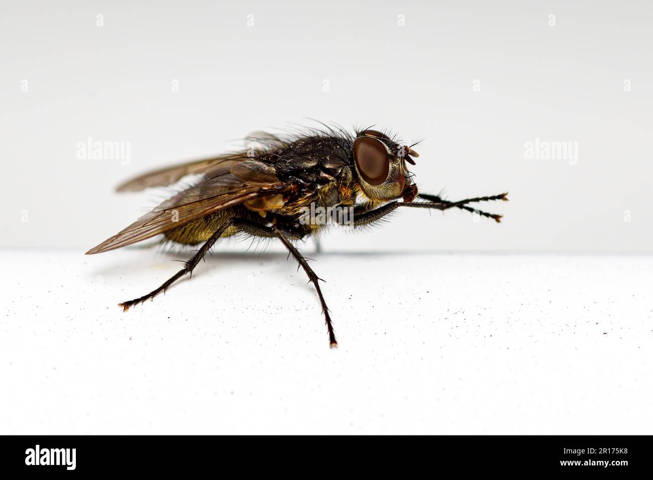 Una casalinga su sfondo bianco Foto Stock