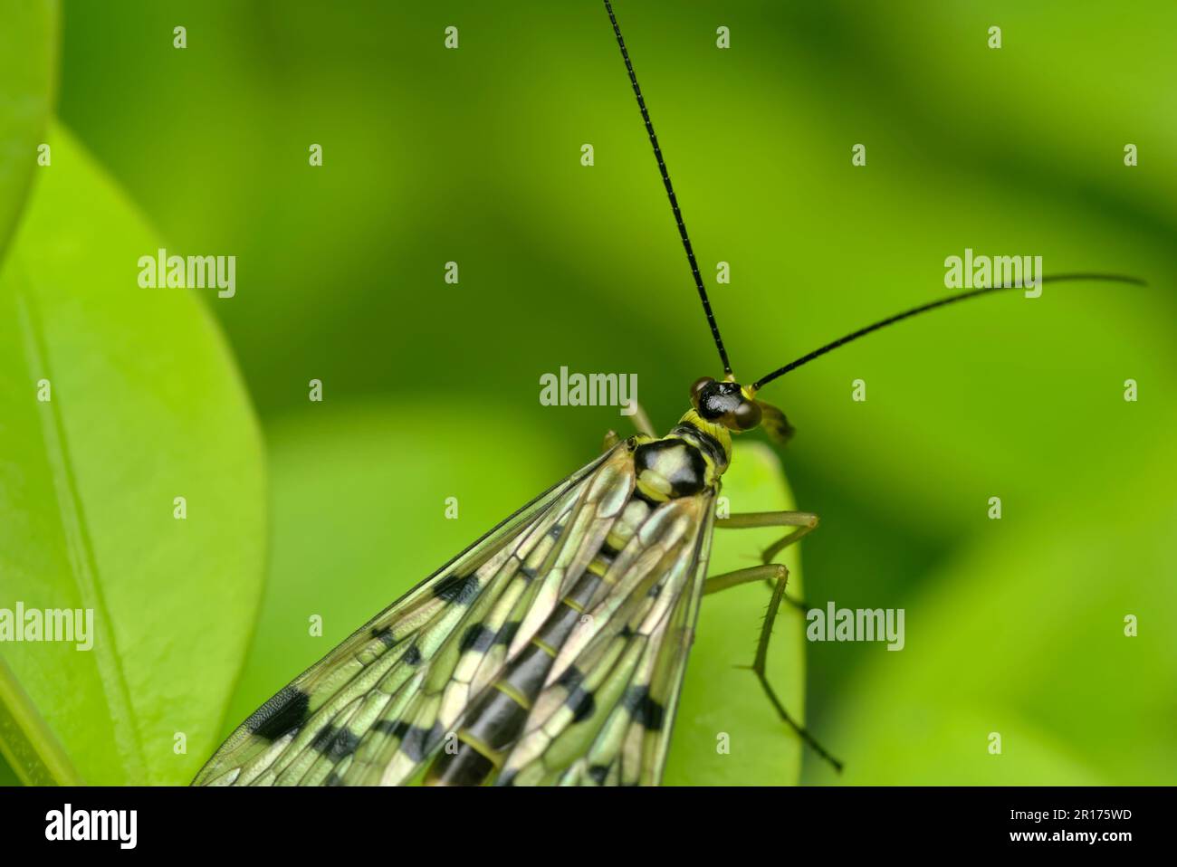 Singola scortionfly comune (Panorpa communis) seduta su una foglia, riposo, insetti, macro fotografia, biodiversità, entomologia Foto Stock