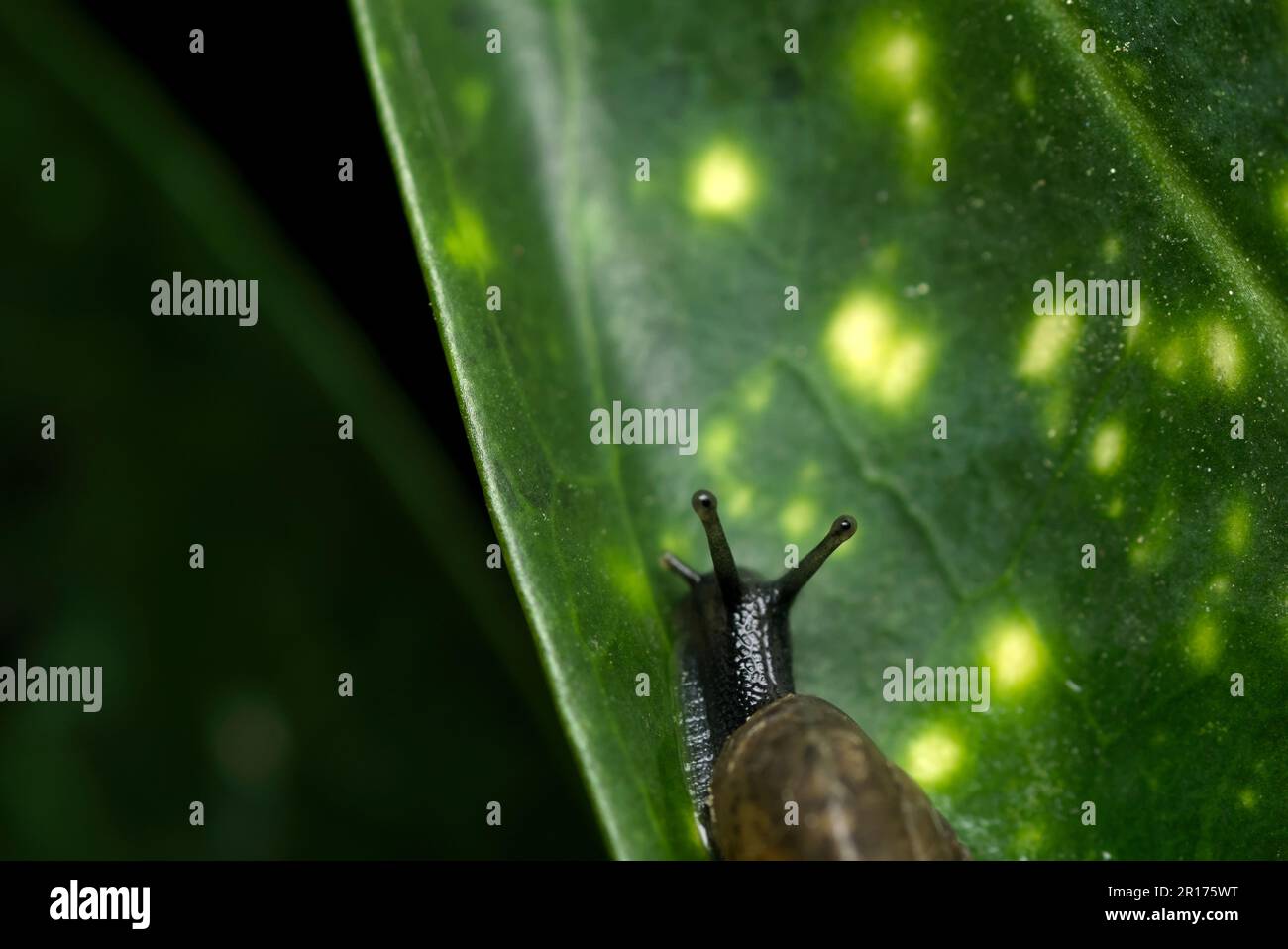 Lumaca a terra singola (Arianta arbustorum) che si aggirano su una foglia in un giardino, molluschi, macrofotografia, biodiversità Foto Stock