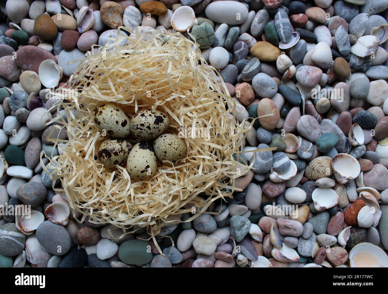 Cinque uova di uccelli macchiate in Un Nido di paglia su Una vista dall'alto Smooth Stones Foto Stock