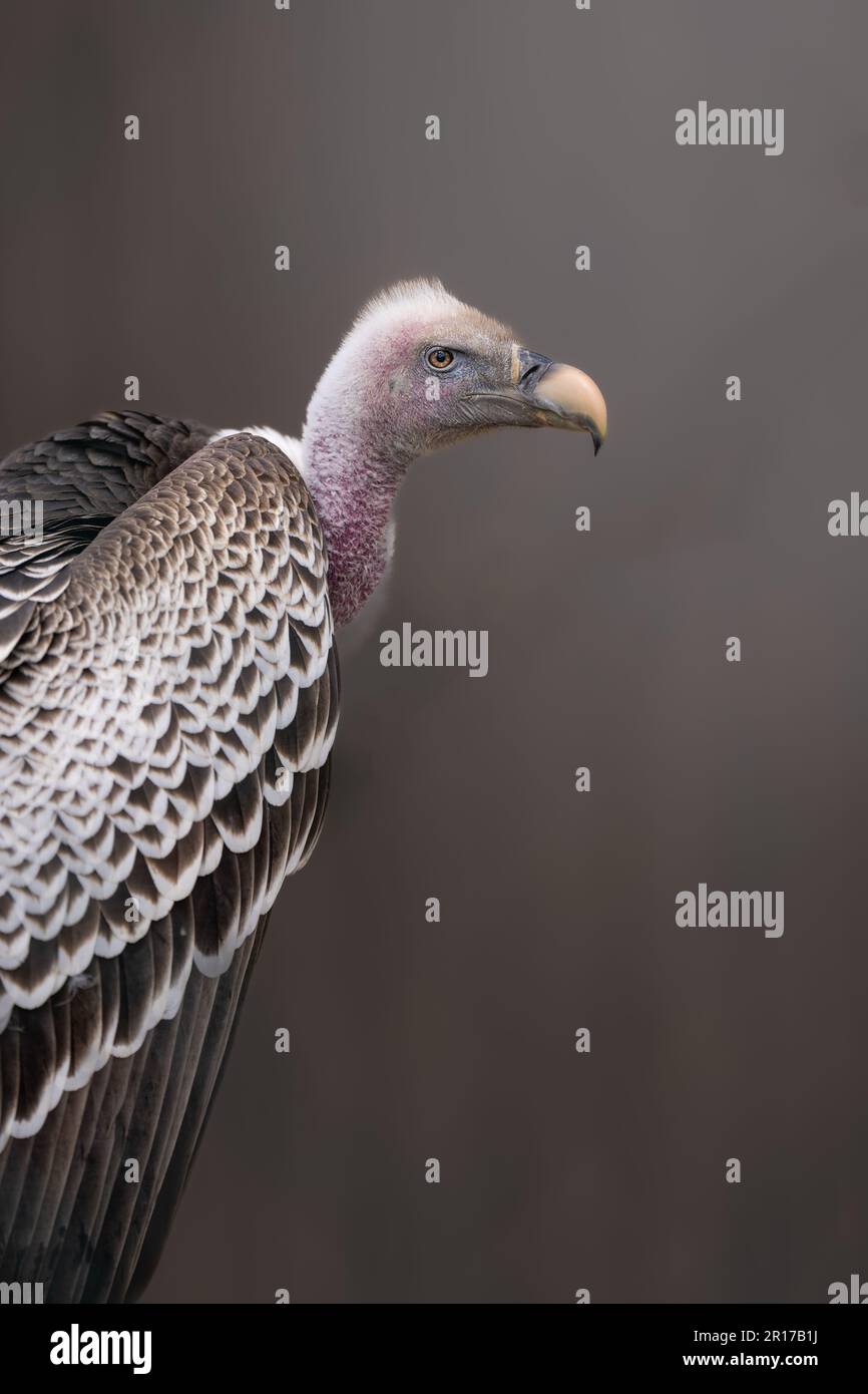 Un avvoltoio africano (Gyps rueppellii) arroccato su un albero Foto Stock