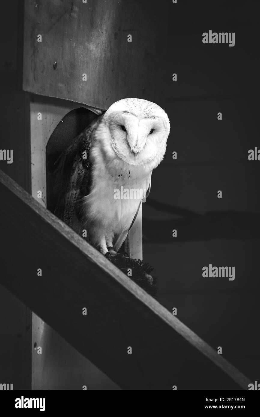 Un maestoso gufo di fienile (Tyto alba) arroccato su uno stand di legno di una gabbia in scala di grigi Foto Stock