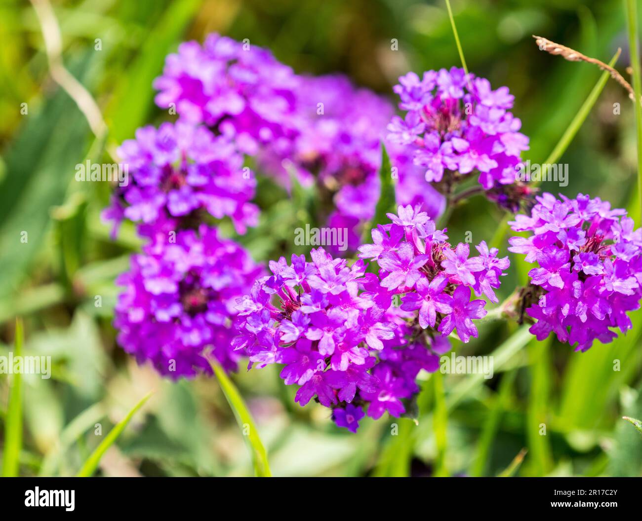 Verbena venata, vervana tuberosa o vervana sottile (Verbena rigida) fiori magenta viola closeup su questa specie invasiva di pianta a Drakensberg Foto Stock