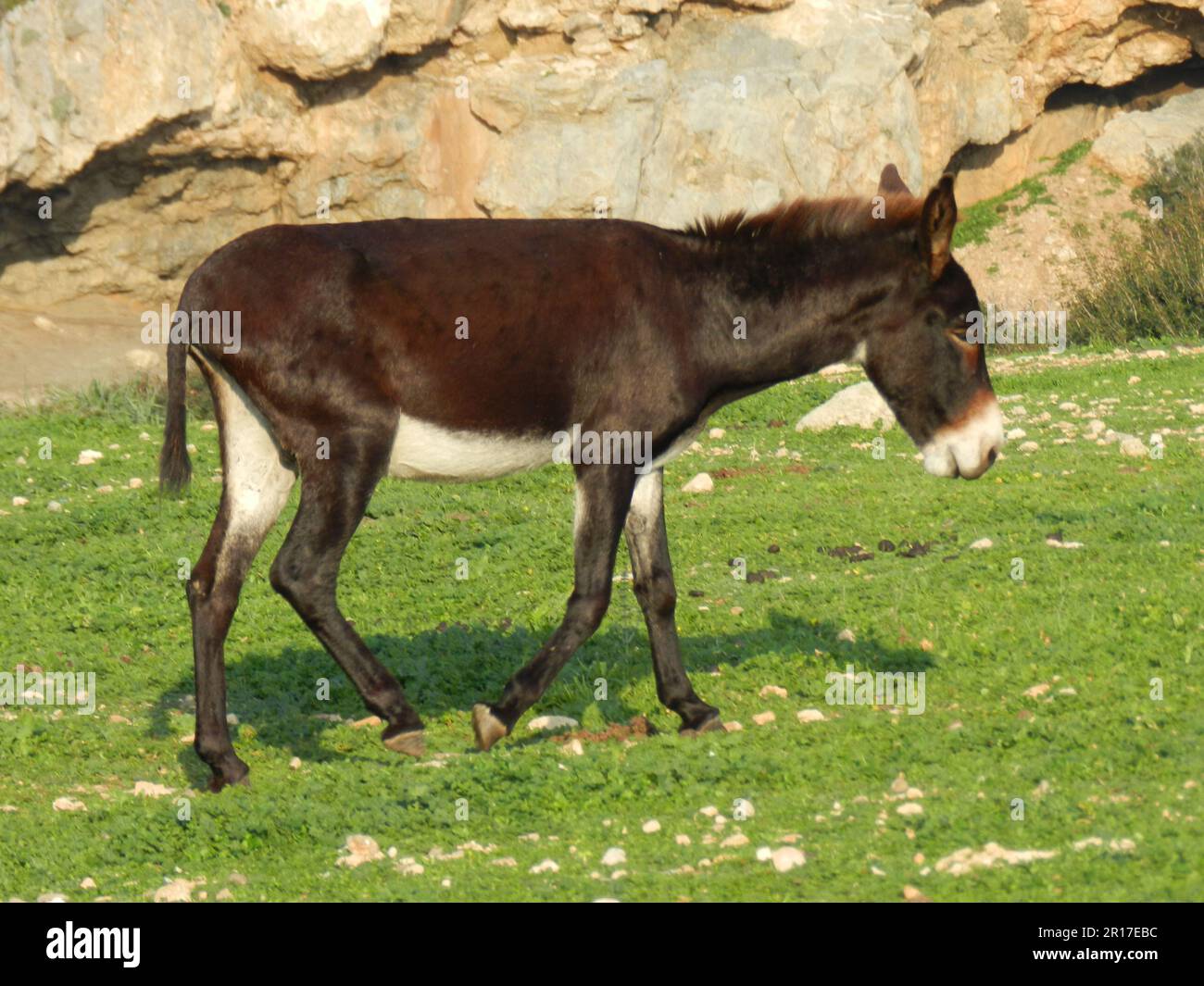Cipro (Nord): Uno degli asini 'selvaggi' che vivono nella penisola di Karpas, nel nord-est dell'isola. Foto Stock