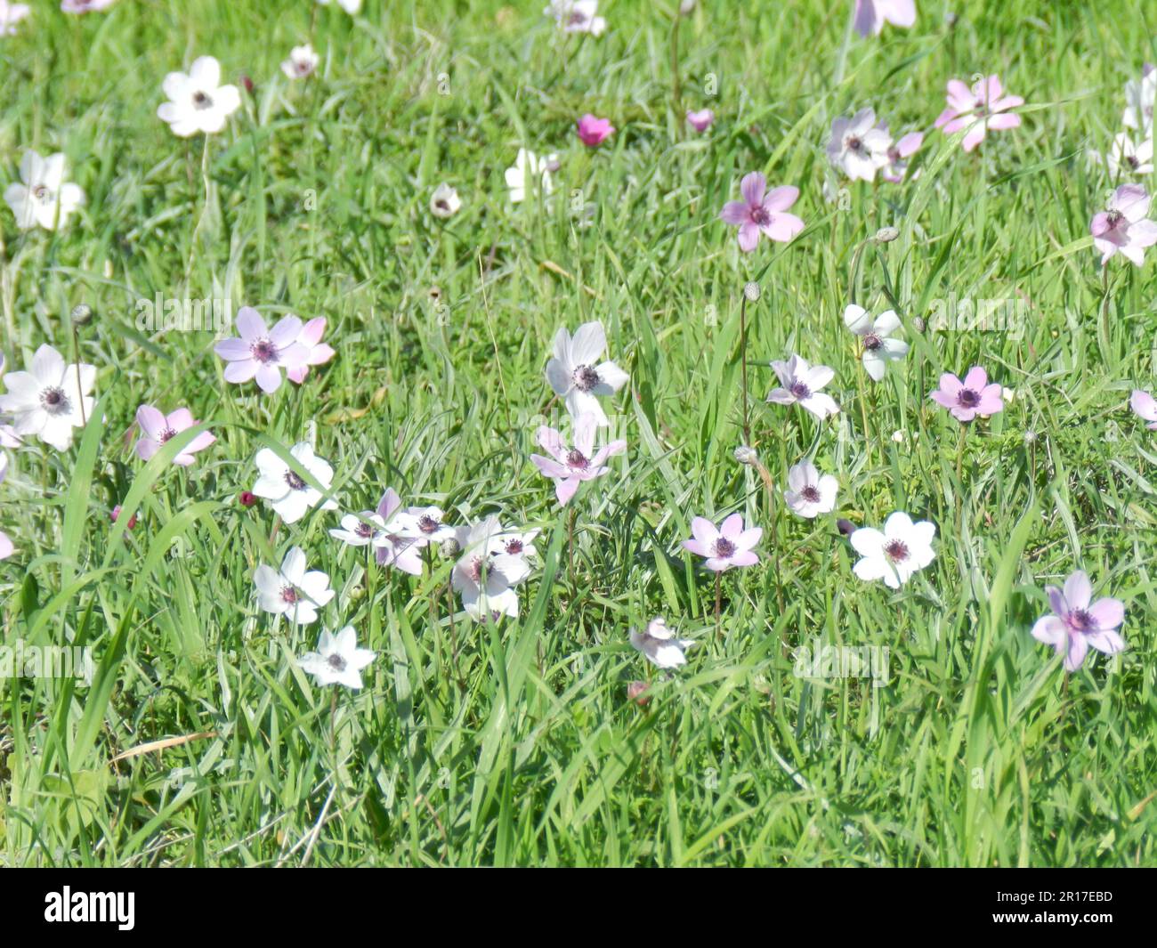 Cipro (Nord): Corona anemoni (Anemone coronaria) sulla penisola di Karpas. Foto Stock