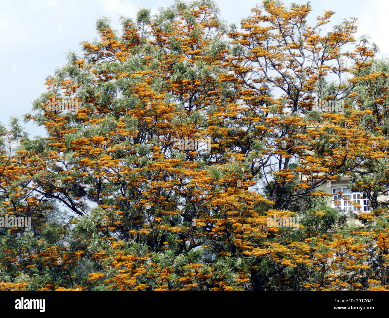 Nepal, Dhulikhel: Quercia di seta (Grevillea robusta) con fiori d'arancio. Foto Stock