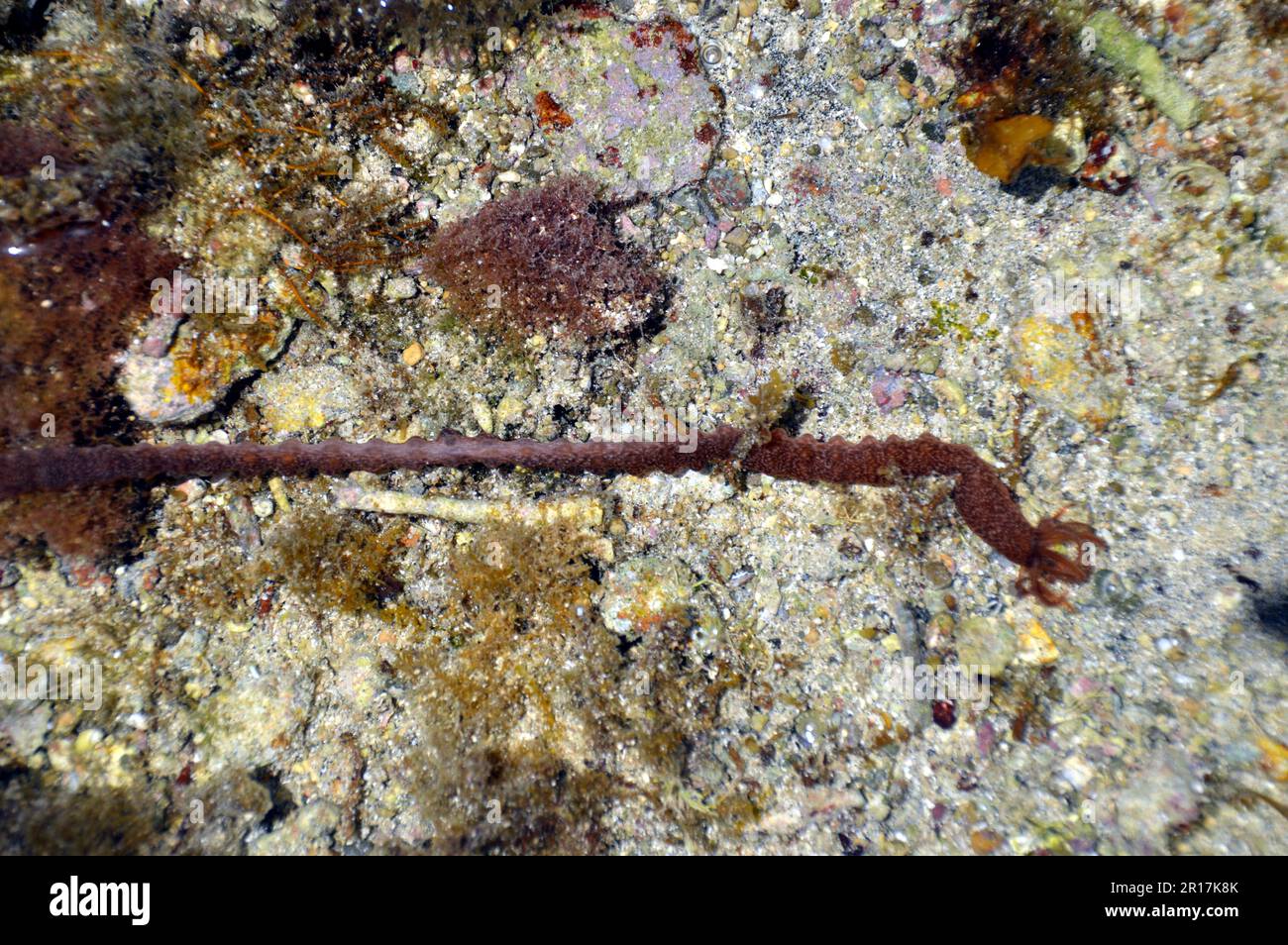 Filippine: L'isola di Biri, al largo della costa nord-occidentale di Samar, è una riserva marina protetta. Verme marino con tentacoli. Foto Stock