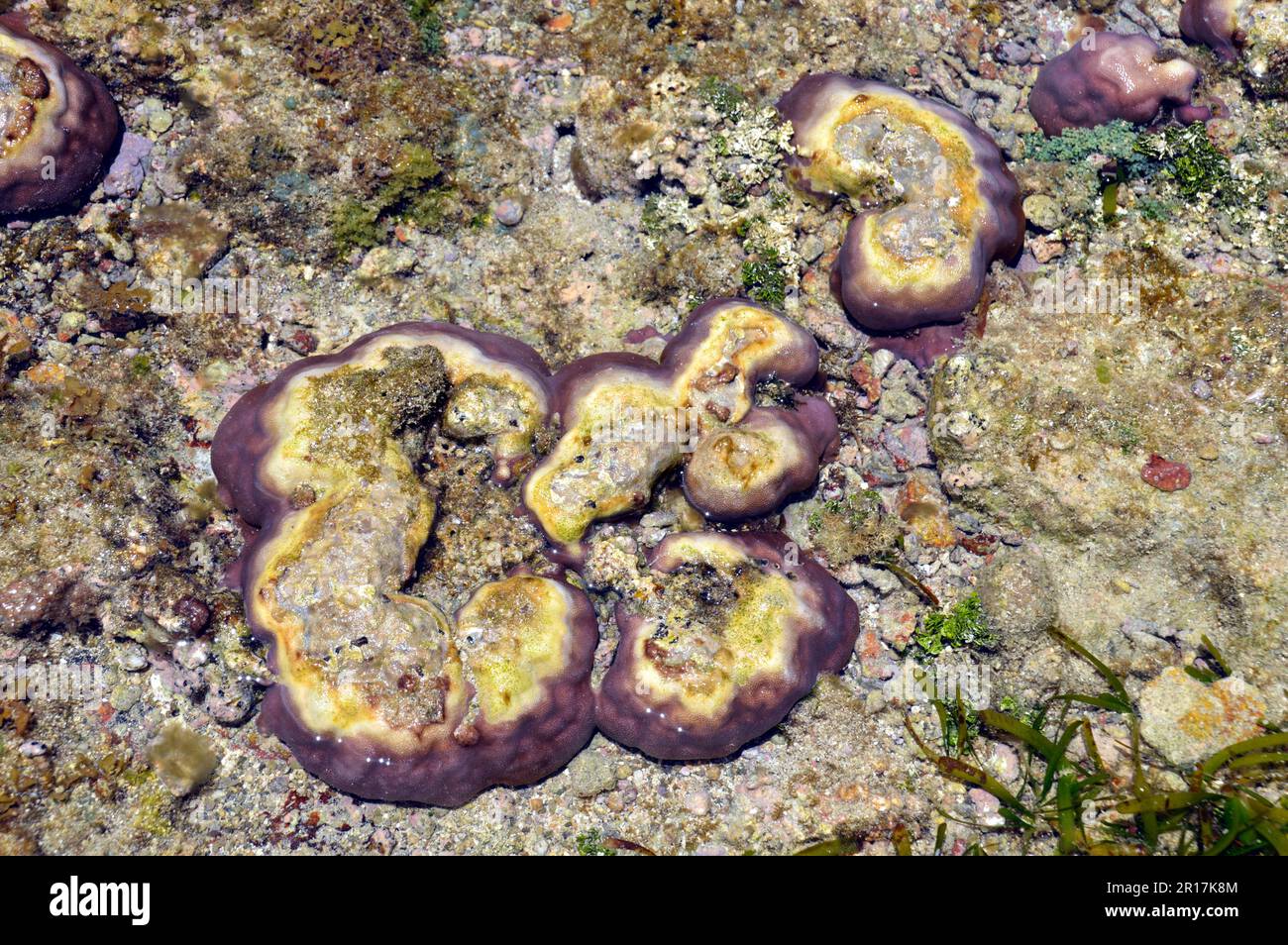Filippine: L'isola di Biri, al largo della costa nord-occidentale di Samar, è una riserva marina protetta. Corallo colorato. Foto Stock
