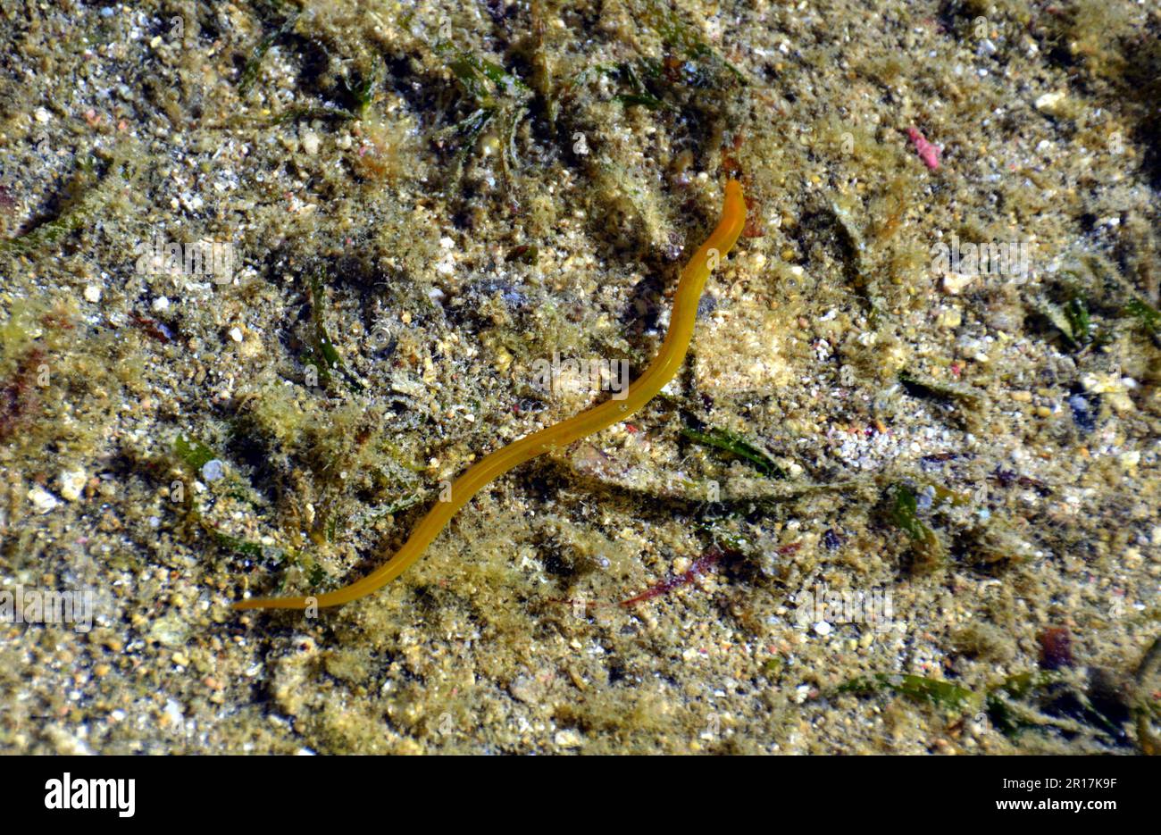Filippine: L'isola di Biri, al largo della costa nord-occidentale di Samar, è una riserva marina protetta. Anguilla marina o serpente di mare? Foto Stock