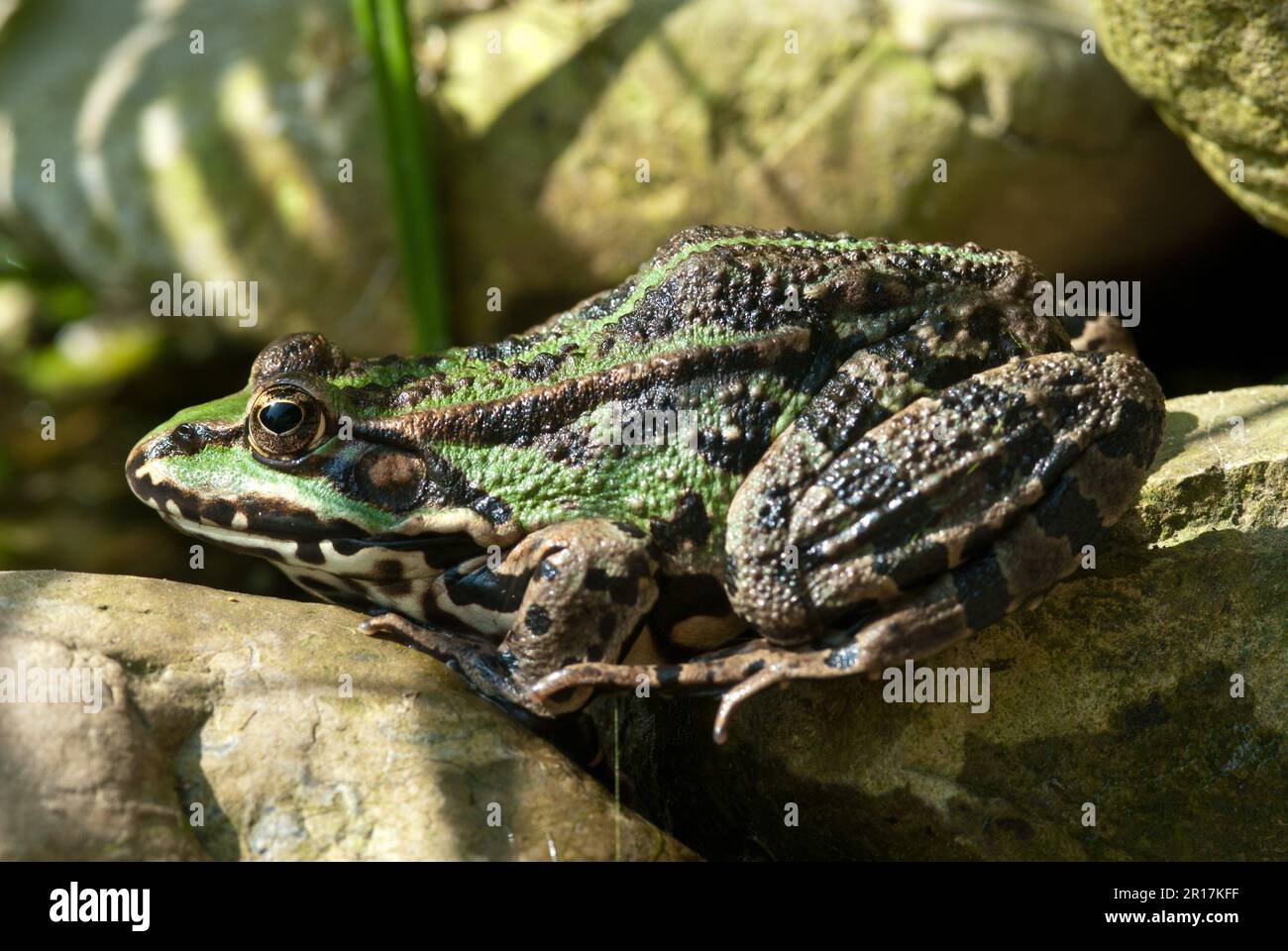 La rana commestibile (Pelophylax kl. Esculentus) è una specie di rana comune europea, nota anche come rana comune o rana verde Foto Stock