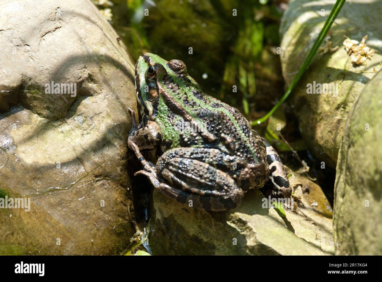 La rana commestibile (Pelophylax kl. Esculentus) è una specie di rana comune europea, nota anche come rana comune o rana verde Foto Stock