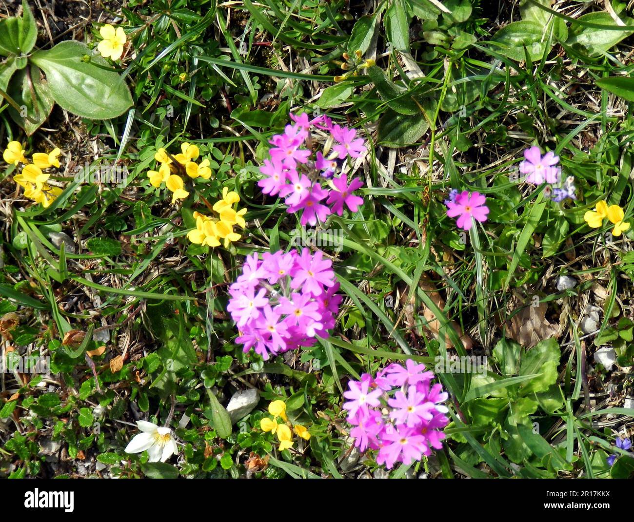 Germania, alta Baviera, Mittenwald: Primule BirdsEye (Primula farinosa) con trifoglio di piede di uccello (corniculatus di loto) e Avens di montagna (Dryas oc Foto Stock