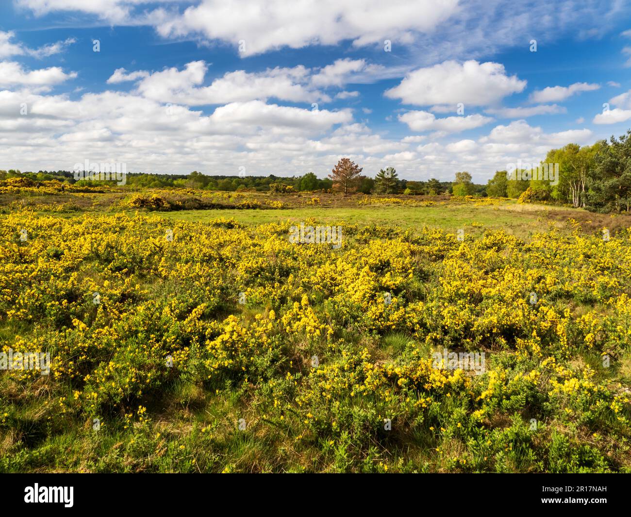 Kelling Heath nel Nord Norfolk, Regno Unito. Foto Stock