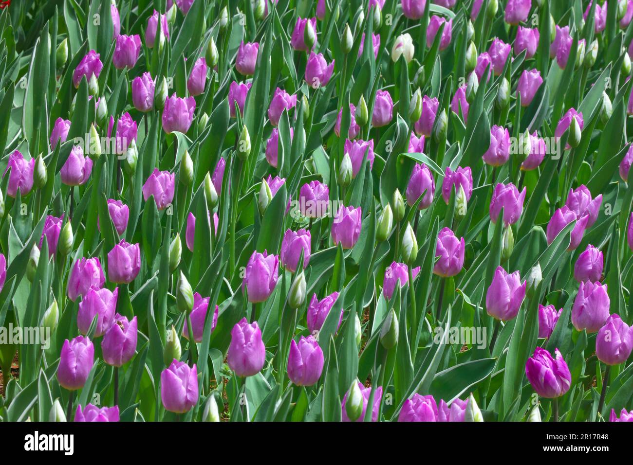 Tulipano giardino fiorito Foto Stock