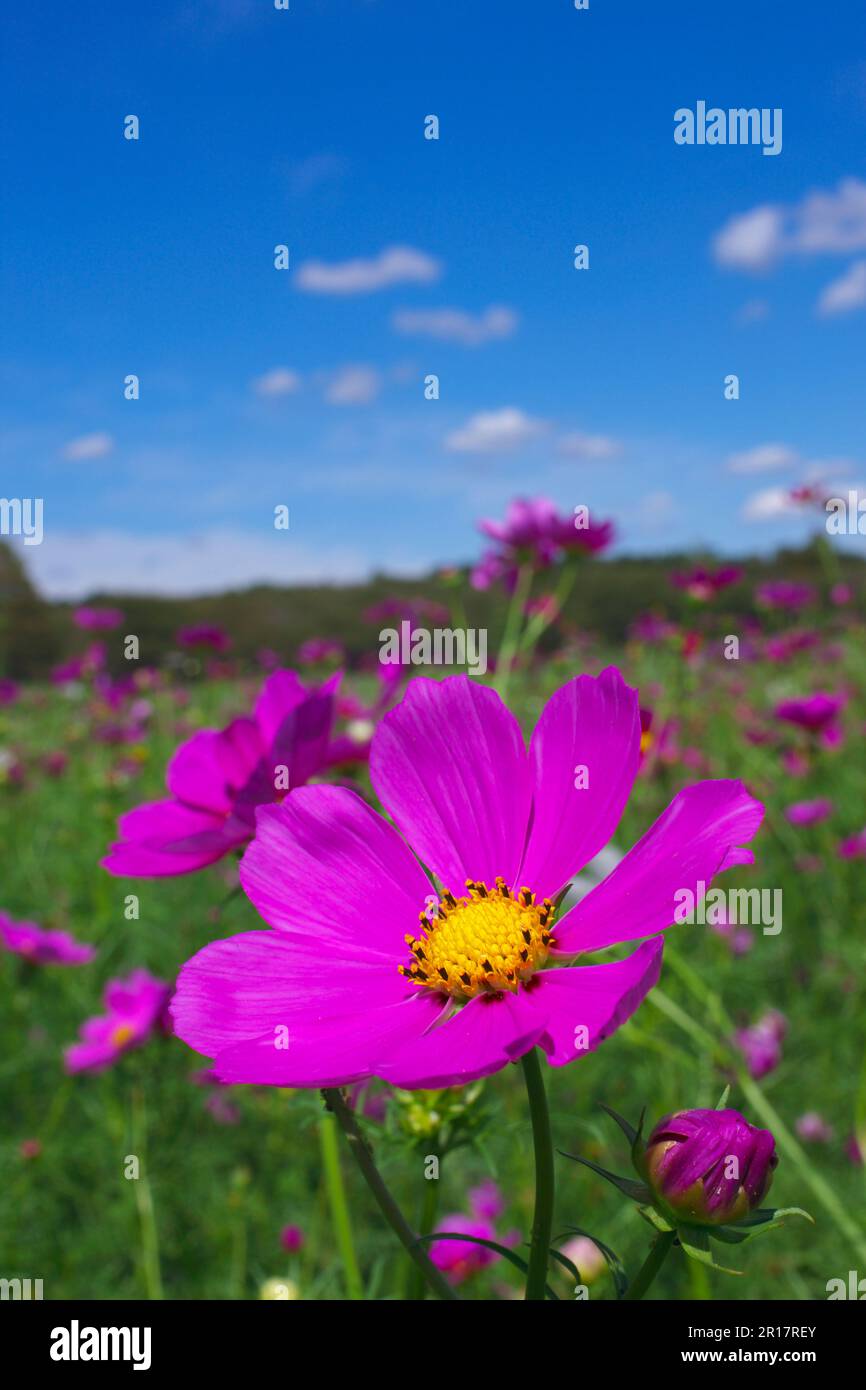 Cosmo Flower Garden Foto Stock