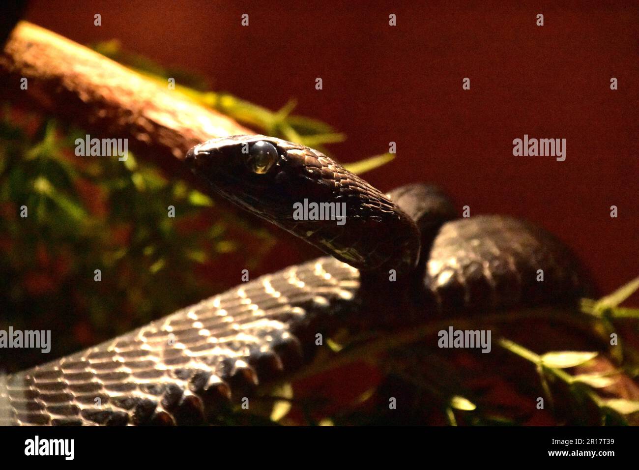 Serpente boomslang nero avvolto intorno ad un ramo di albero. Foto Stock