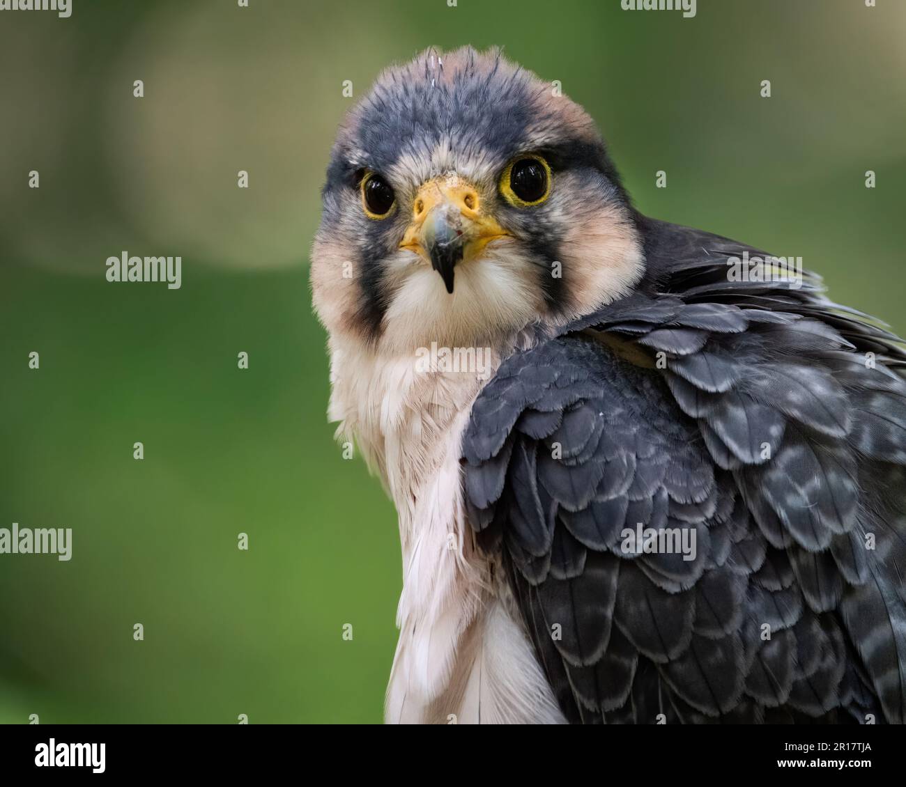 Un ritratto di Closeup di Lanner Falcon Foto Stock