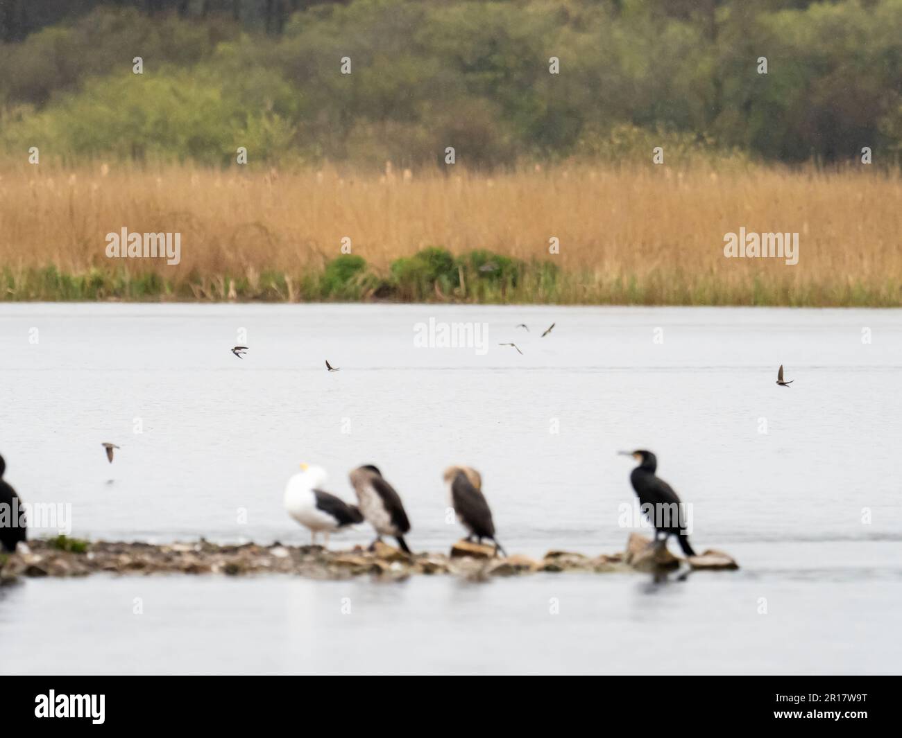 Barn Swallow, Hirundo rustica e Sand Martin, Riparia riparia che si nutre dell'acqua che si nutre di insetti a Leighton Moss, Silverdale, Lancashire, UK Foto Stock