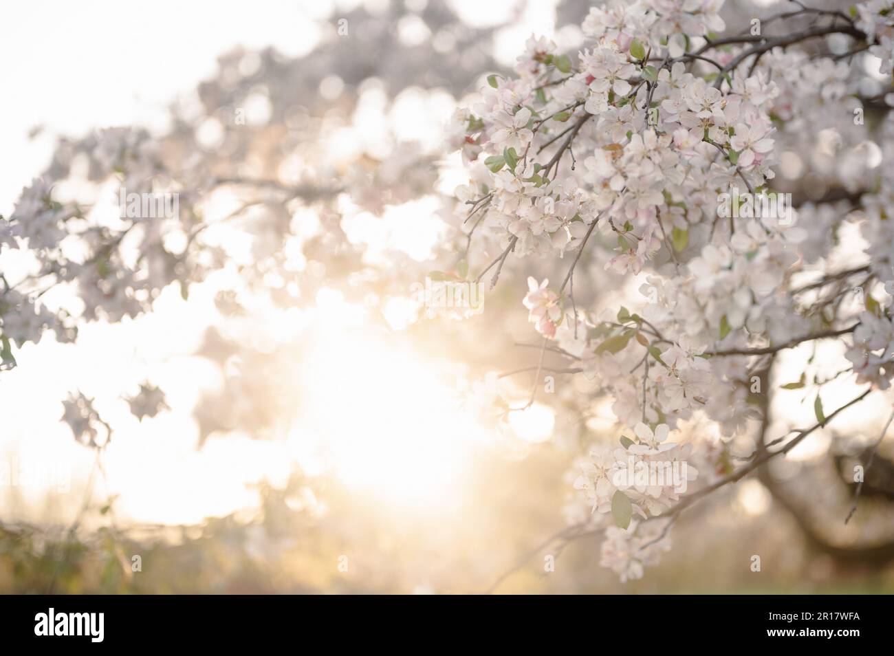 Bianco fioritura Ciliegio Mela Blossoms albero rami alla luce del sole Foto Stock