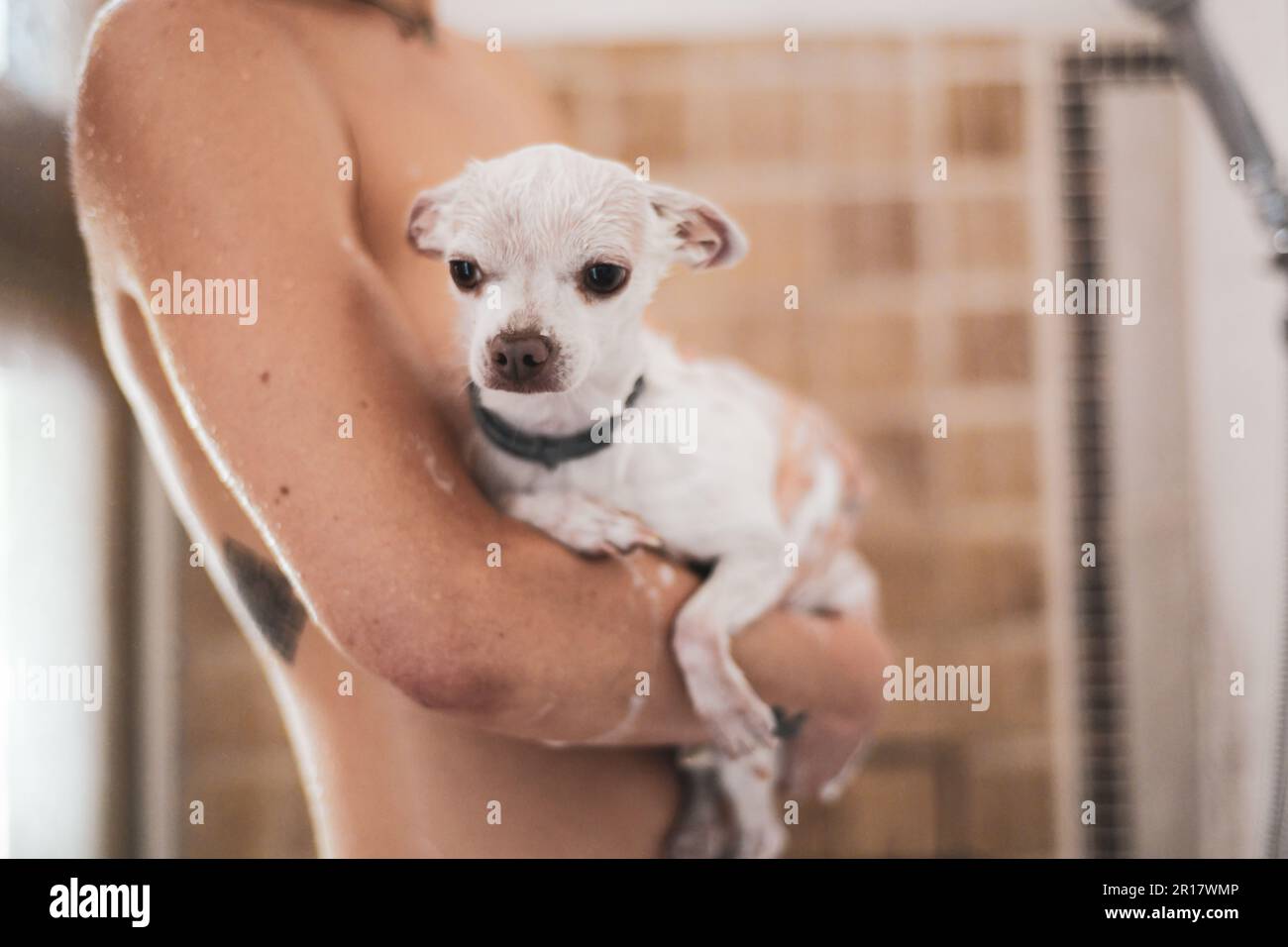 il cane chihuahua bianco cute ottiene il bagno bagnato della doccia con la mamma Foto Stock