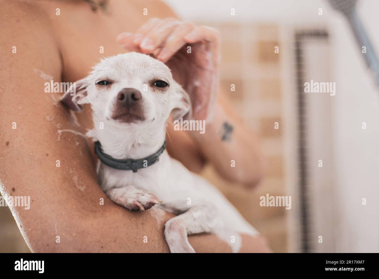 carino ritratto di piccolo cane bianco in bagno con sapone in braccia Foto Stock