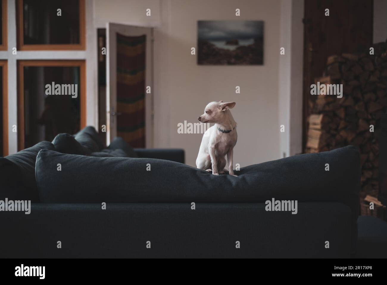 momento tranquillo a casa con un piccolo cane sul divano a legna e finestra Foto Stock