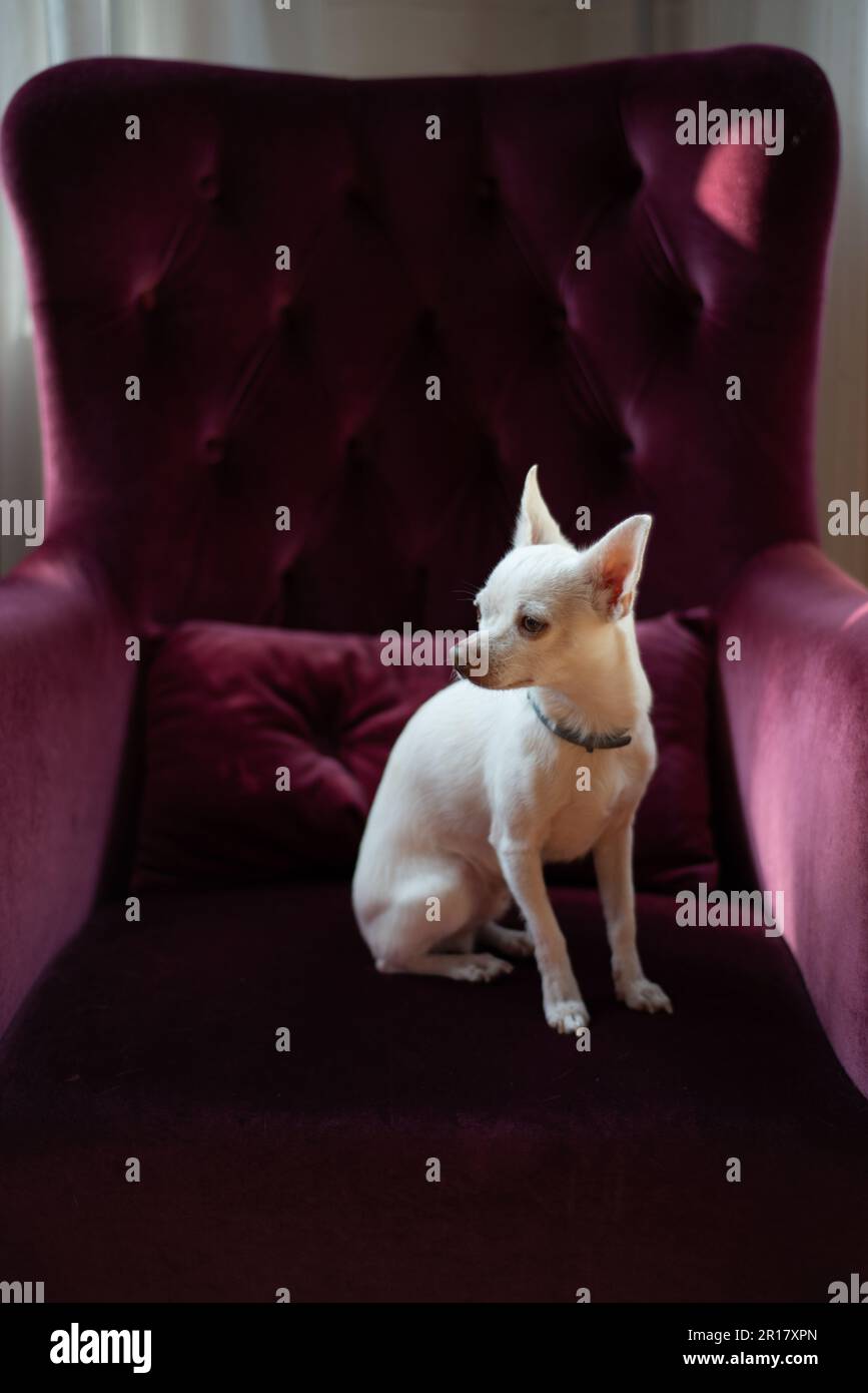 Il grazioso chihuahua bianco siede su una poltrona di velluto viola Foto Stock