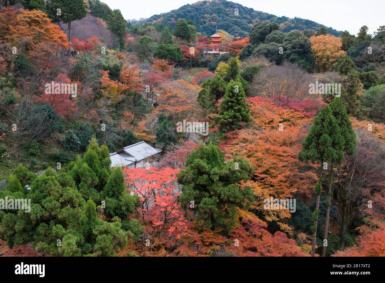 Fogliame autunnale del tempio di Kiyomizudera Foto Stock