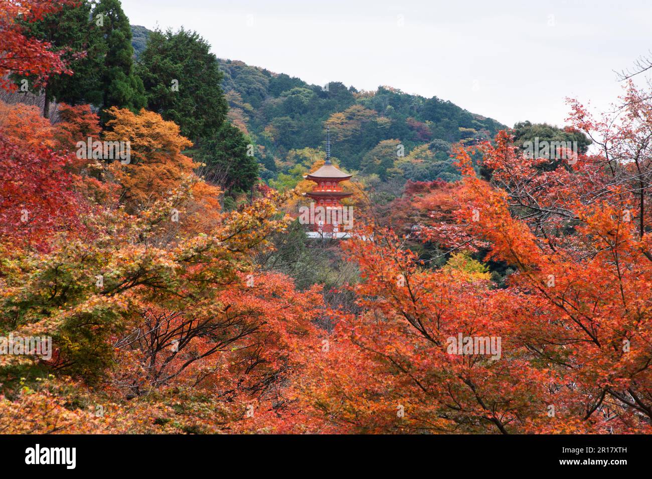 Fogliame autunnale del tempio di Kiyomizudera Foto Stock