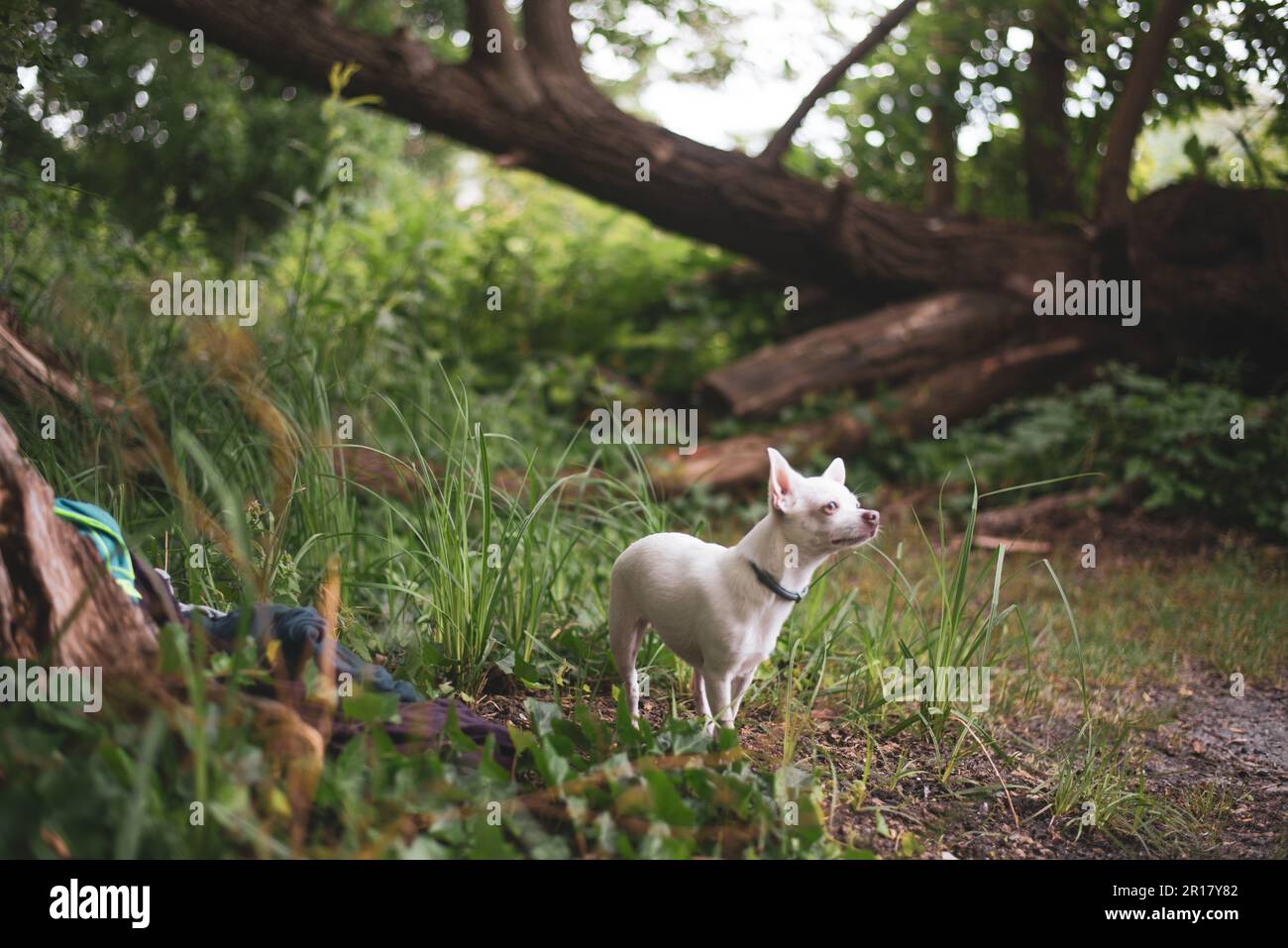 carino piccolo cane bianco in campeggio naturale viaggio da alberi più boschivi Foto Stock